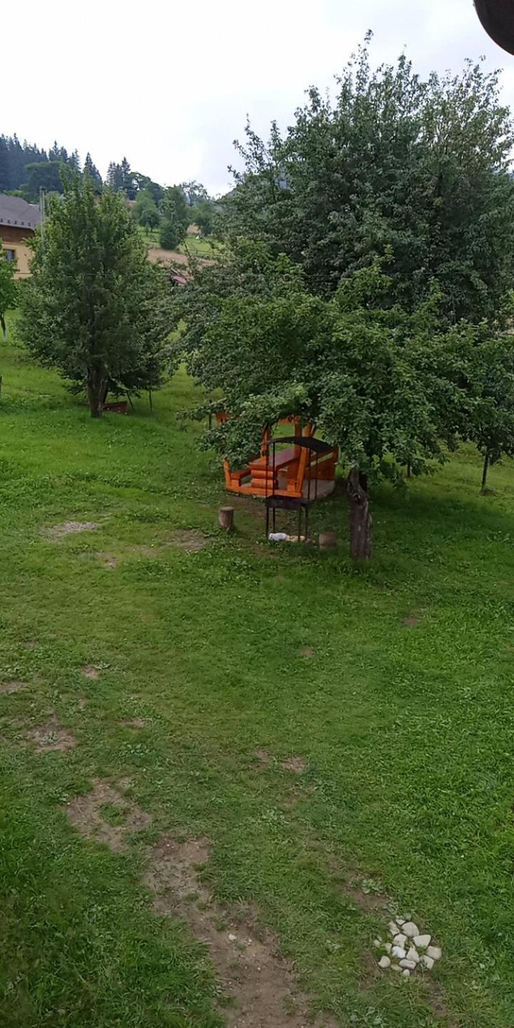 смерека Mykulychyn